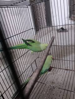 Green Parrot Female