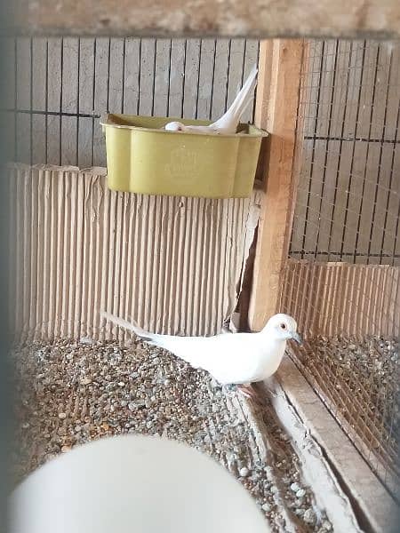 Diamond  Pied  Dove  Breeder  Pairs  ڈایمنڈ  پائیڈ  ڈوو  بریڈر  جوڑے 0