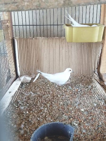 Diamond  Pied  Dove  Breeder  Pairs  ڈایمنڈ  پائیڈ  ڈوو  بریڈر  جوڑے 1