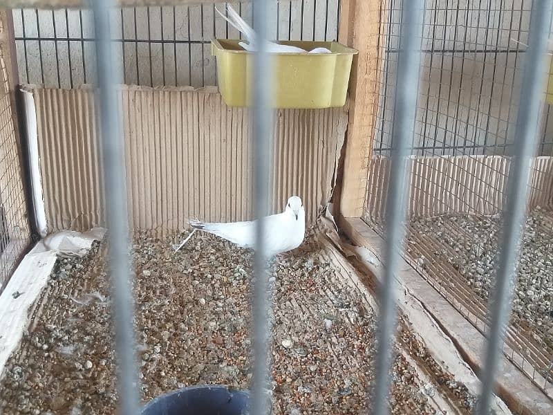 Diamond  Pied  Dove  Breeder  Pairs  ڈایمنڈ  پائیڈ  ڈوو  بریڈر  جوڑے 2