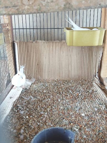 Diamond  Pied  Dove  Breeder  Pairs  ڈایمنڈ  پائیڈ  ڈوو  بریڈر  جوڑے 3