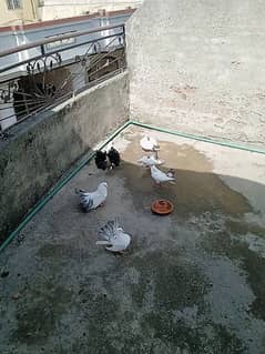 black tail_silver tail_yellow tail fancy pigeon for sale