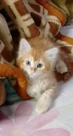 A Persian kitten up for adoption