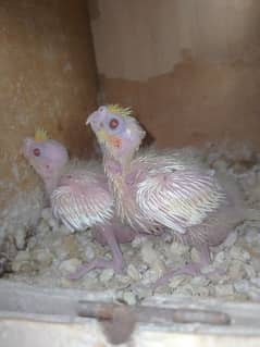 Common white red eyes chicks