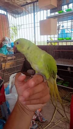Green Ringneck Self Chick Hand Tame
