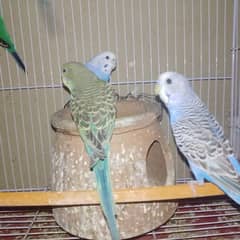 9 budgies  for sale