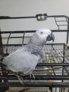 African Gray/Grey Congo Hand Tamed Talking Parrot Local Breed