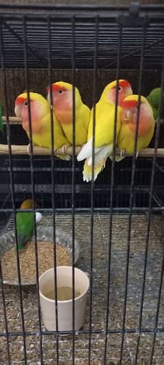 Love Birds With Cage