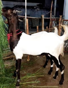 Goat | kamori bakra | desi Bakra | bakra | goat for sale | qurbani goa