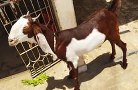 Bakra/Qurbani ka bakra/Bakra for sale