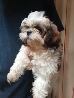 SHIHTZU PUPPIES 2.5 MONTHS AVAILABLE