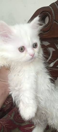 female Persian kitten for sale