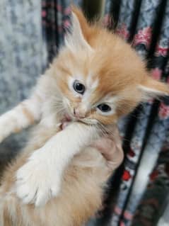 fluffy kitten for sale