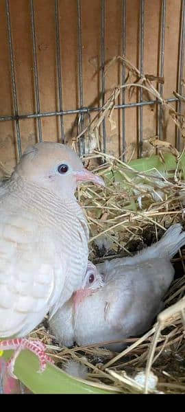 Beautiful  Dove  Pair     خوبصورت  ڈوو  جوڑا 2