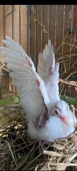 Beautiful  Dove  Pair     خوبصورت  ڈوو  جوڑا 1