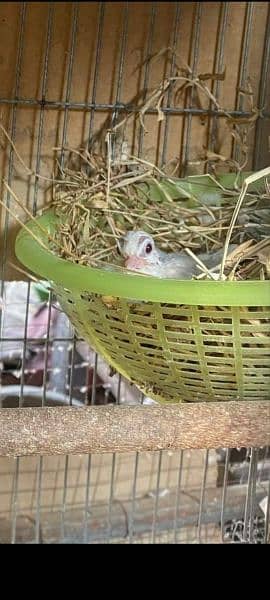 Beautiful  Dove  Pair     خوبصورت  ڈوو  جوڑا 3