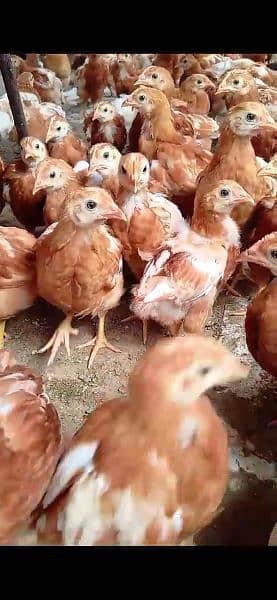 Lohman brown hens, White novagen Layer Chicks, Broiler Chicks, 11