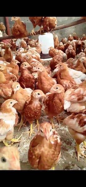 Lohman brown hens, White novagen Layer Chicks, Broiler Chicks, 13