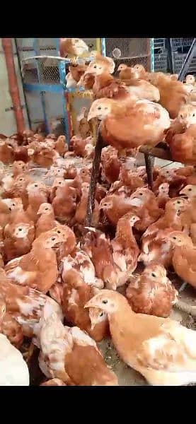 Lohman brown hens, White novagen Layer Chicks, Broiler Chicks, 14