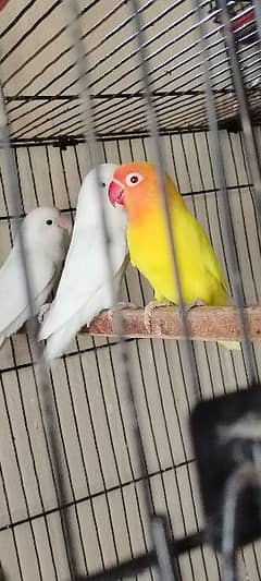 love birds or goldian