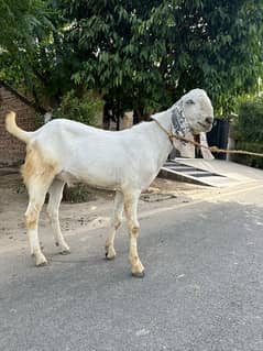 Bakra/Goat  white chittay rajanpura breed SALE SALE SALE