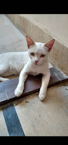Full white female cat free of cost
