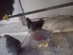 Wyonddate Chicks