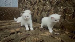 30 days old Persian kittens triple coat