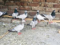 Pigeon Kaboter birds for sale