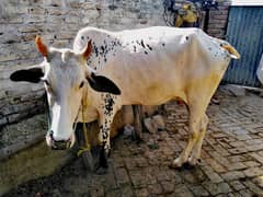 beautiful 4 mann ki fateh jungi cow for sell qurabni k liye. .