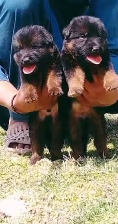 German shepherd puppies male/female for sale