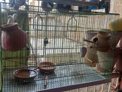 budgies Pair with big cage sale
