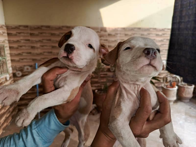 American pitbull puppies Dog For Sale on full discount 3