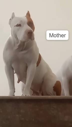 American pitbull puppies Dog For Sale on full discount 5