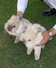 Rabbit Bunnies for Sale (Taddy Bear Dawrf)