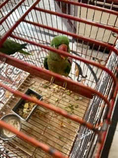 raw parrot | green parrot | Kashmiri parrot