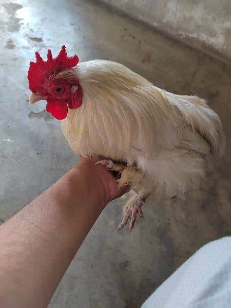 White bantam pair 3