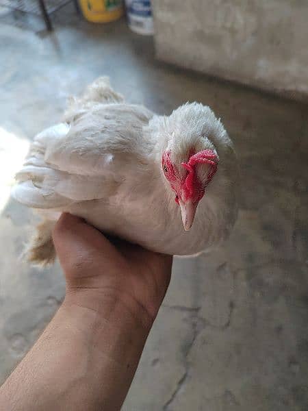 White bantam pair 6