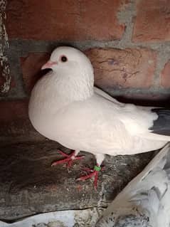 male pigeons for sale