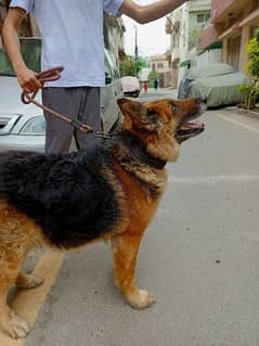 German shepherd dog