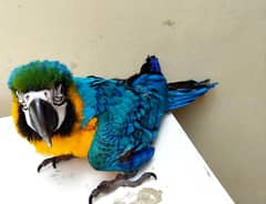 0330-19-74-240 WhatsApp blue Golden macaw parrot for sale