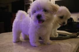 French Poodle Pups (3weeks old)