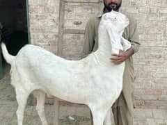 Goat For sale/Bakra for sale/Qurbani bakra for sale/Qurbani goat