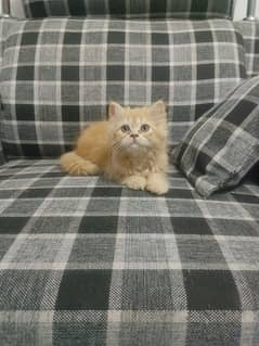 Persian kitten/cat