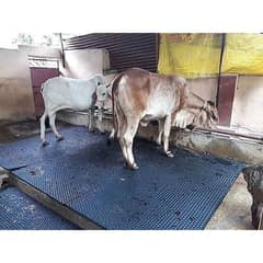 Cow mats / animal flooring