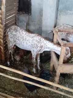 Goats female sale for qurbani