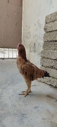 Aseel Egg laying Hens for Sale