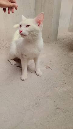 Persian cat Full white single cod