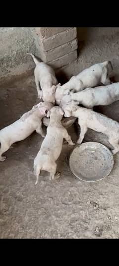 gultier puppies for sale