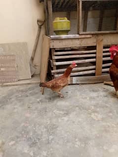 hen and murgha for sale